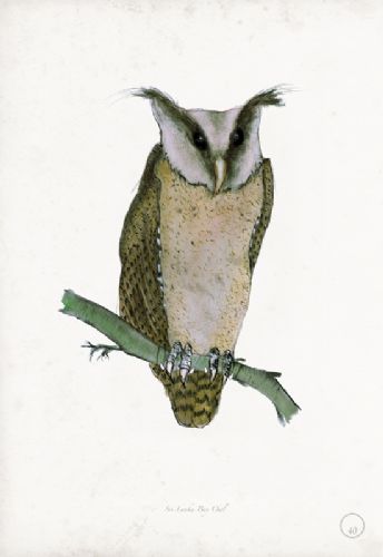 Sri Lanka Bay Owl - artist signed print